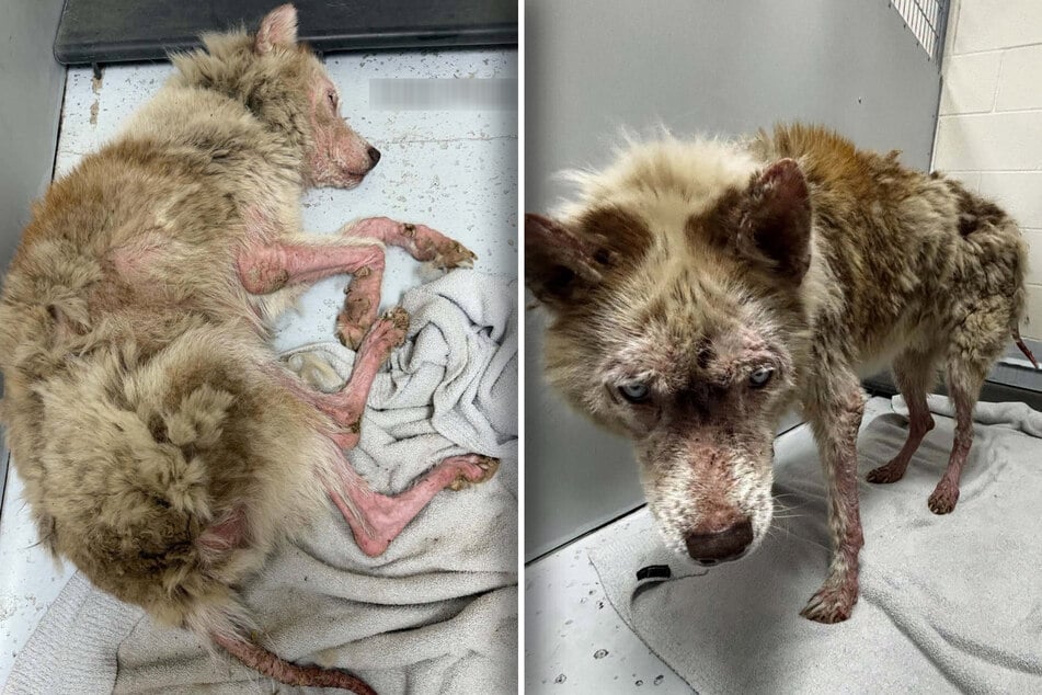 Dog arrives at shelter in heartbreaking shape – rescuers can't believe their eyes after three months