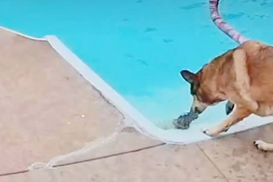 Dog goes viral with miraculous rescue of bunny who fell into the pool!
