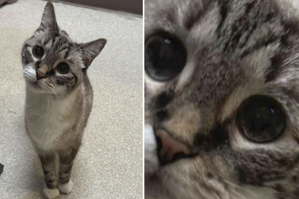 Cat "Fancy Nancy" was to die, her owners could no longer bear her sadness