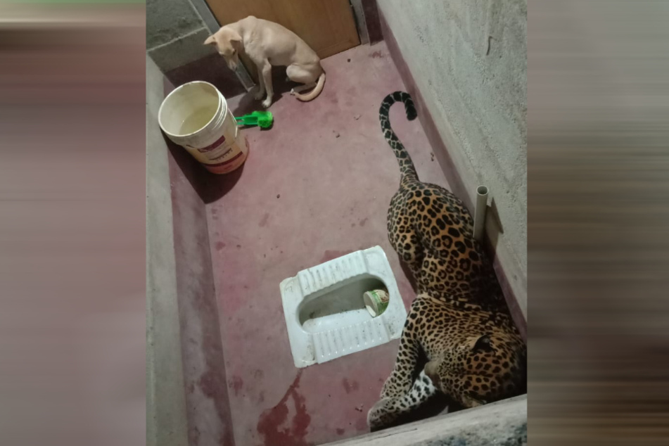 The animals were trapped in the tiny room for at least seven hours.
