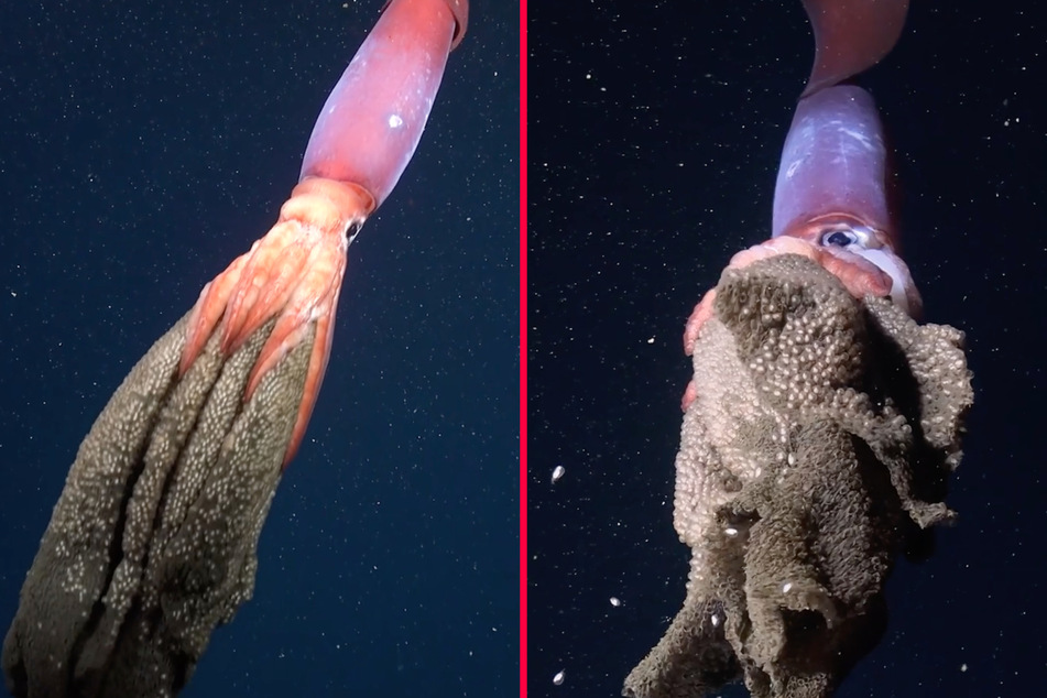 Giant quid protecting her babies caught on camera in astonishing footage!