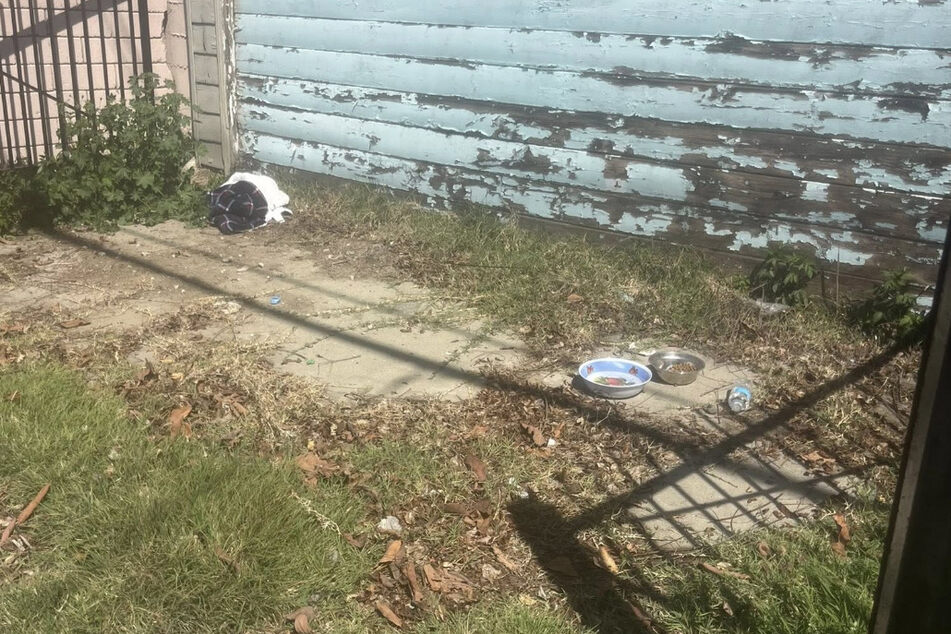 The dogs were abandoned in this backyard.