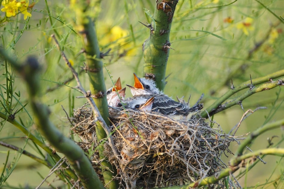 Laguna Atascosa National Wildlife Refuge in Texas' Lower Rio Grande Valley is known as a premier birdwatching destination.