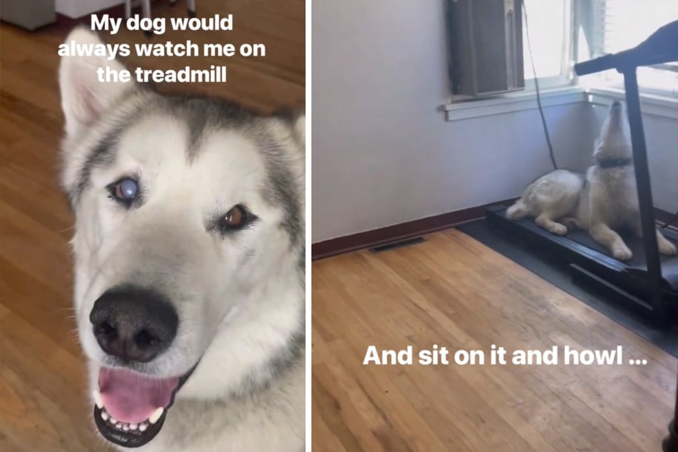 A TikTok of a dog learning to walk on a treadmill delights the internet.