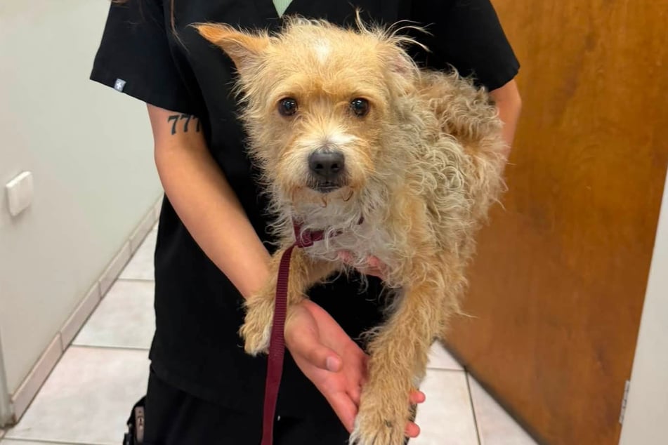 Once this little dog realized it was safe the little dog relaxed in his rescuer's arms. 
