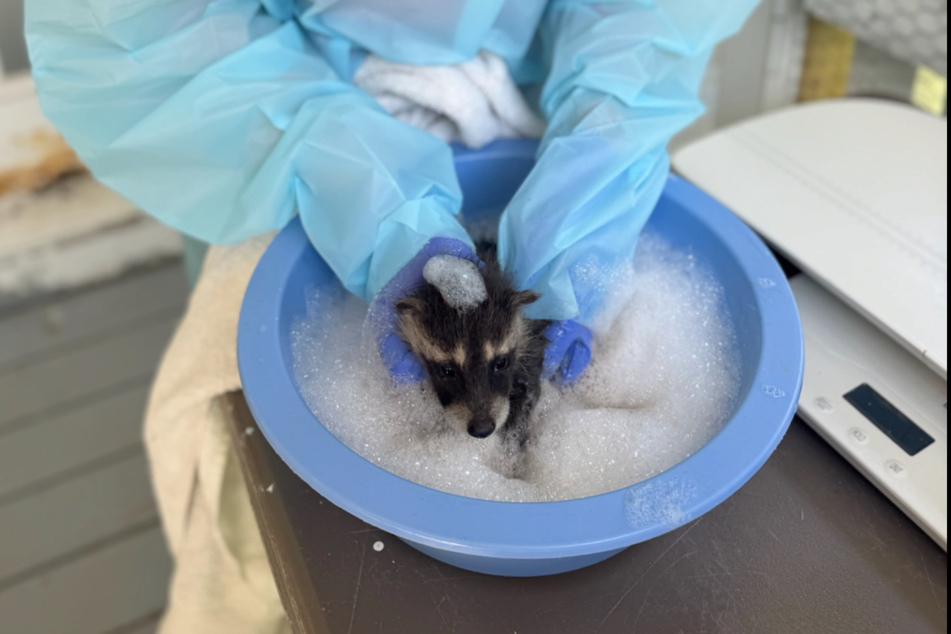 The baby raccoon "tolerated" his time in the tub.
