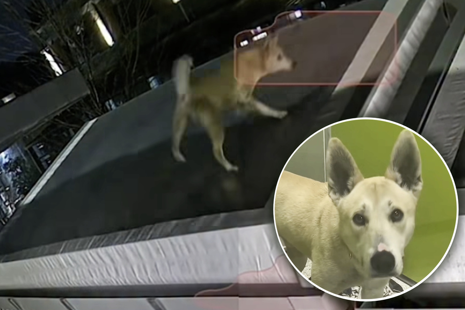 Dog discovered trapped on distillery roof during violent storm – was he thrown off a bridge?