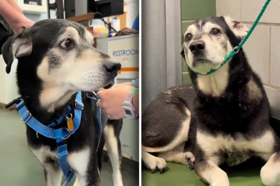 Dog abandoned for cruel reason – and he still thinks owner is coming back for him