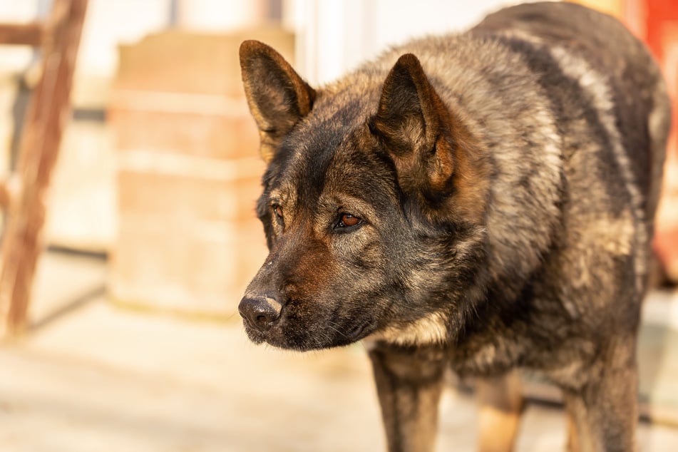 Kai Kens are interesting and unique dogs.