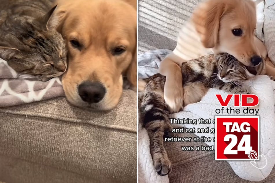 Viral Video of the Day for April 5, 2023: Dauntless Duo