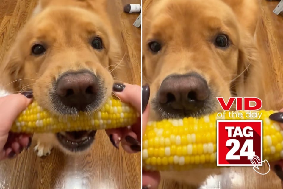 Viral Video of the Day for October 26, 2025: Golden retriever tries corn for the first time