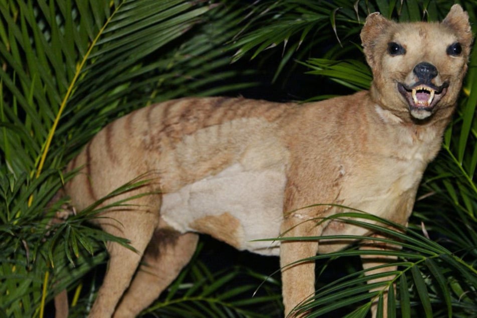 The Tasmanian tiger is an extinct marsupial native to Australia.