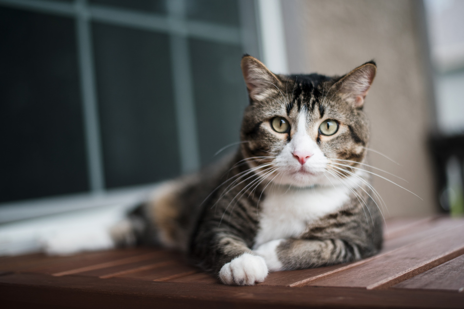 American Shorthairs are simple and easy-going cats, and can have tuxedo coats.