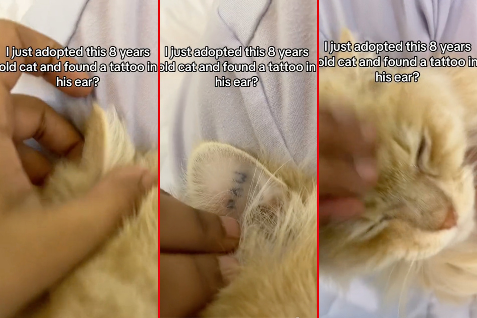 Sarah's cat Caramelo has a tattoo in his ear.
