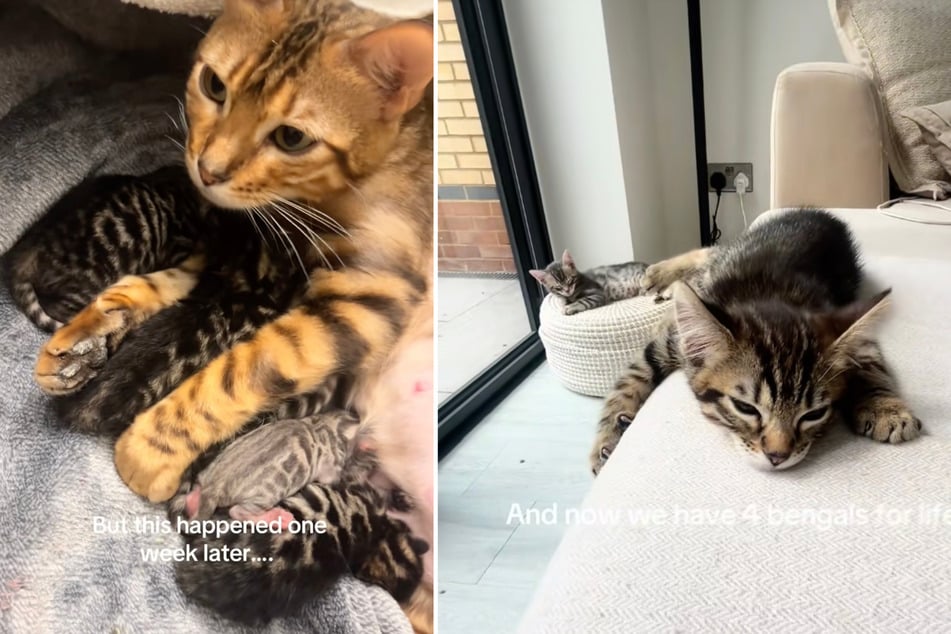 Hannah kept two of the four kittens, and the other two cats were taken in by close friends.