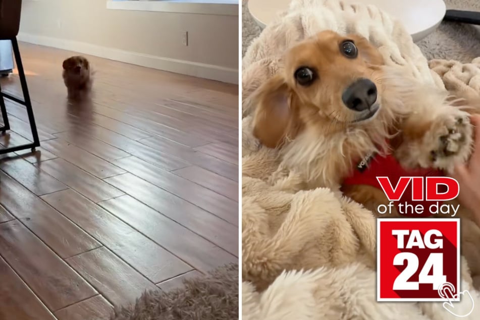This cute pup came home from daycare and immediately had some serious catching up to do with his mama!
