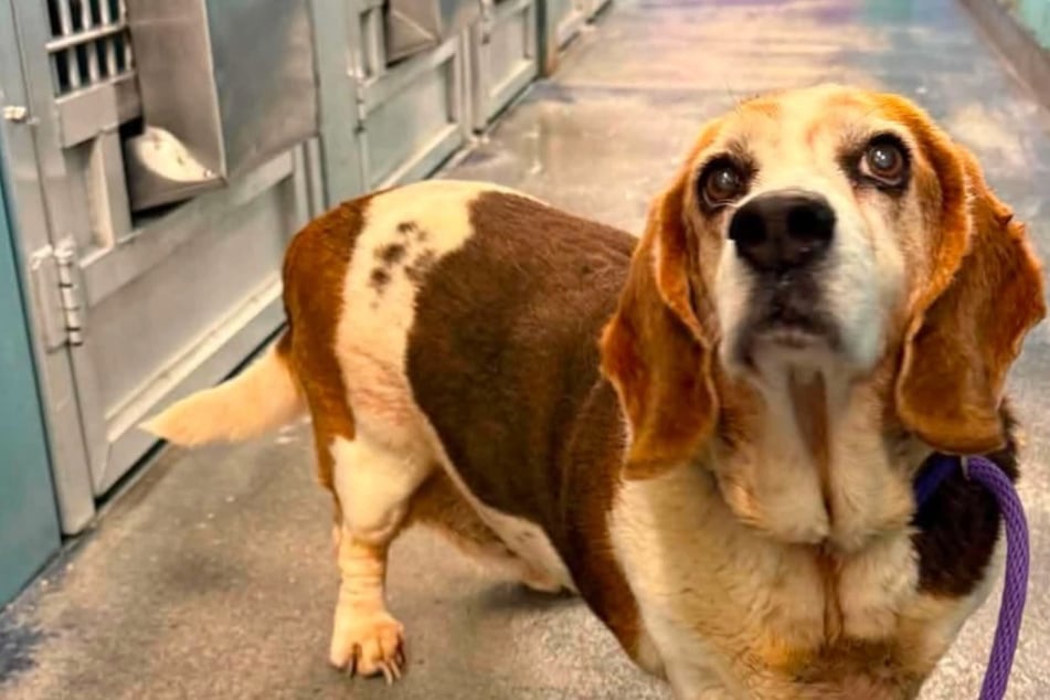 Elderly dog returned to the shelter after 12 years – but why?