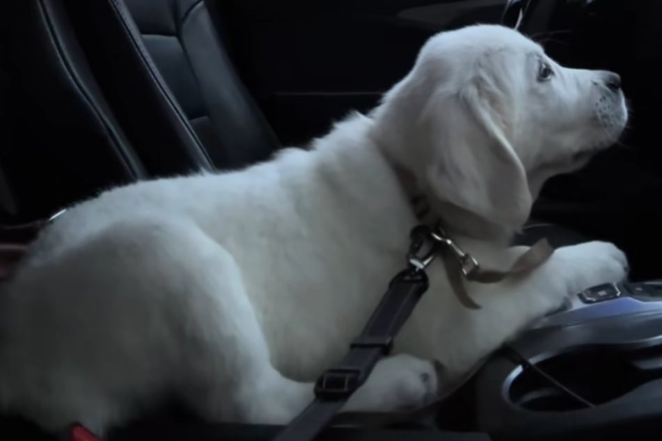 The puppy is also adorably confused about what's going on!