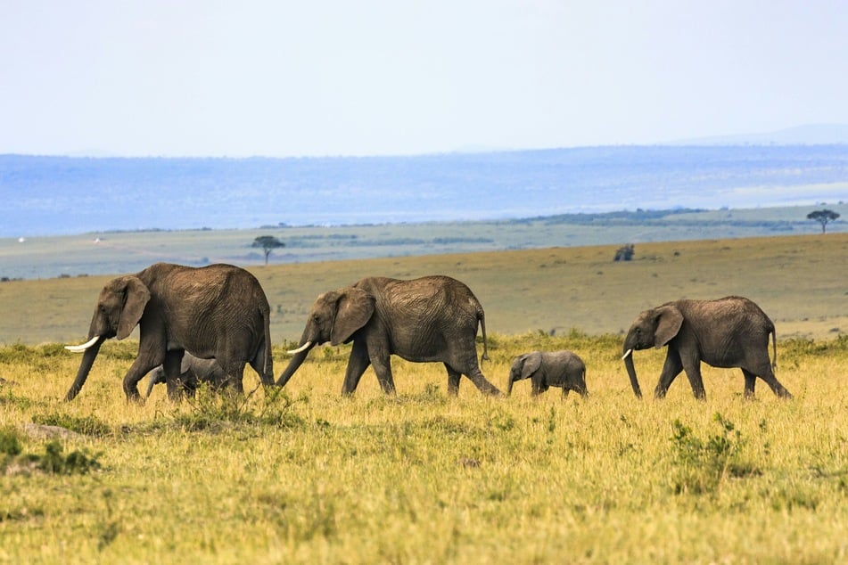 As AFP journalists went through the Kimana reserve, they observed numerous dead and dying elephants. (Stock Image)