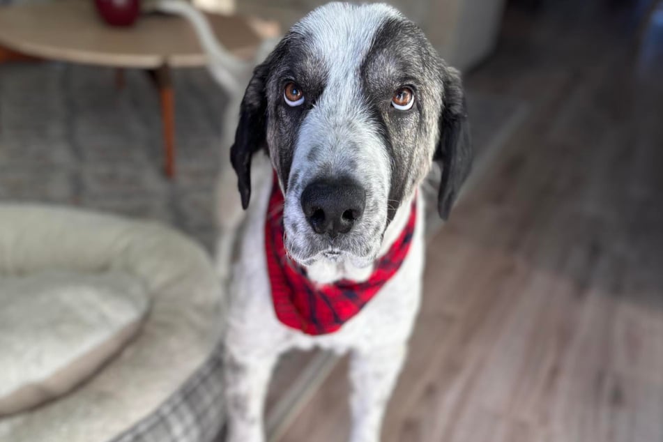 Zubin the dog looks completely different now!