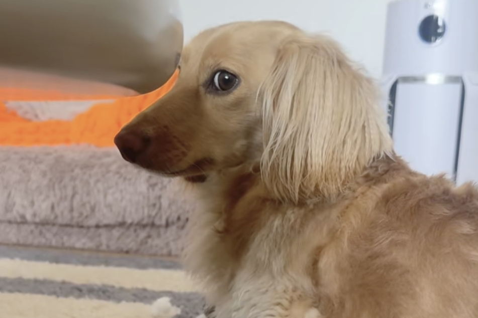 But can you be angry with those puppy dog eyes? We think not!