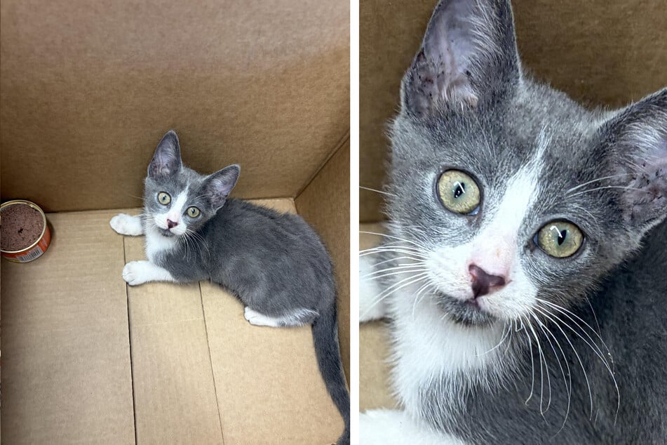 The kitten, weakened by the heat, was rescued from the street by an unhoused man.