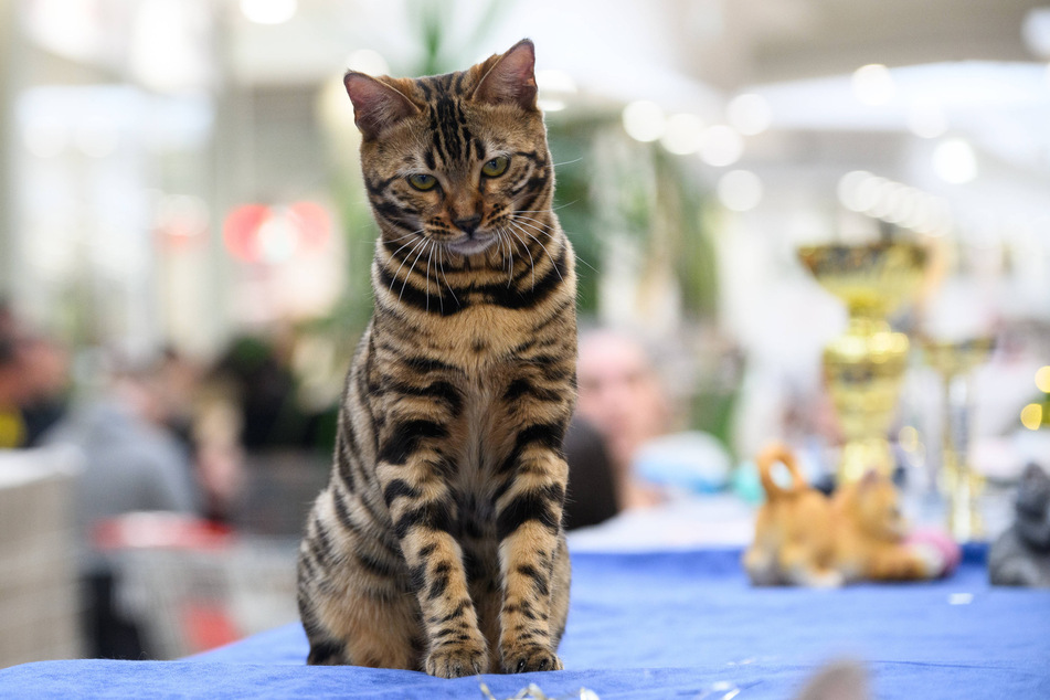 Bengal cats aren't the biggest in size, but they do have some of the biggest personalities.