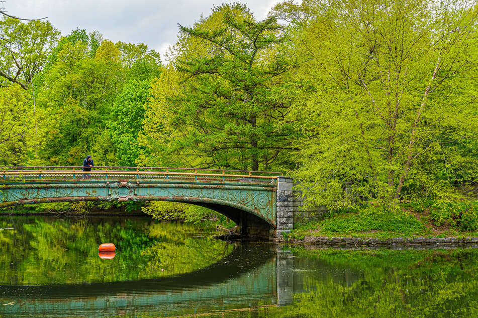 The alligator was found floating on the surface of the water in New York City's Prospect Park.