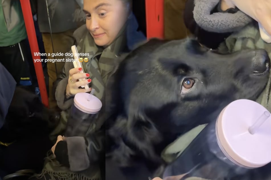 Guide dog has the most precious reaction to meeting pregnant stranger
