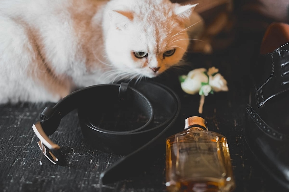 Is perfume toxic to cats?