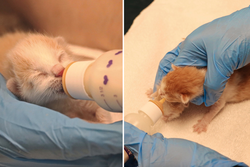 After the kittens immediately accepted the bottle, rescue workers' fears faded.