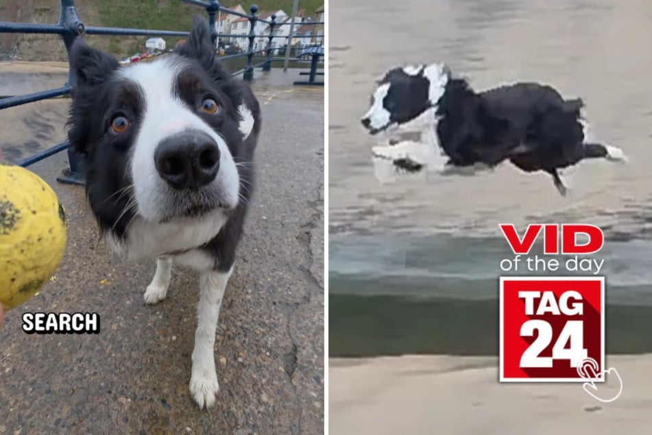 Viral Video of the Day for June 4, 2026: Border collie stuns TikTok with unbelievable fetching skills!