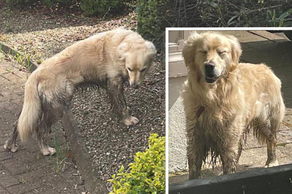 Rescue dog goes on the run for a month for a heartbreaking reason