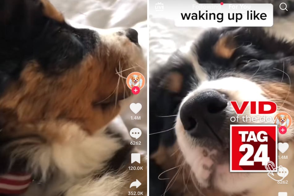 Viral Video of the Day for August 1, 2023: Snuggle dog keeps pressing snooze!