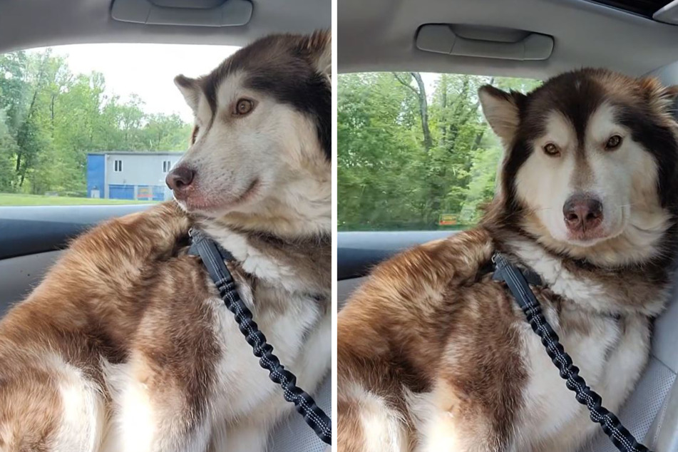 Dog surprises her owner with heartwarming reaction to their reunion