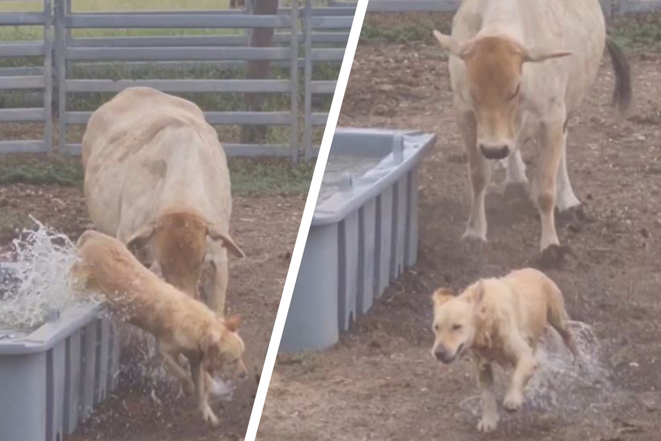 Golden Retriever Walter still looks like he's having fun even when he escapes.