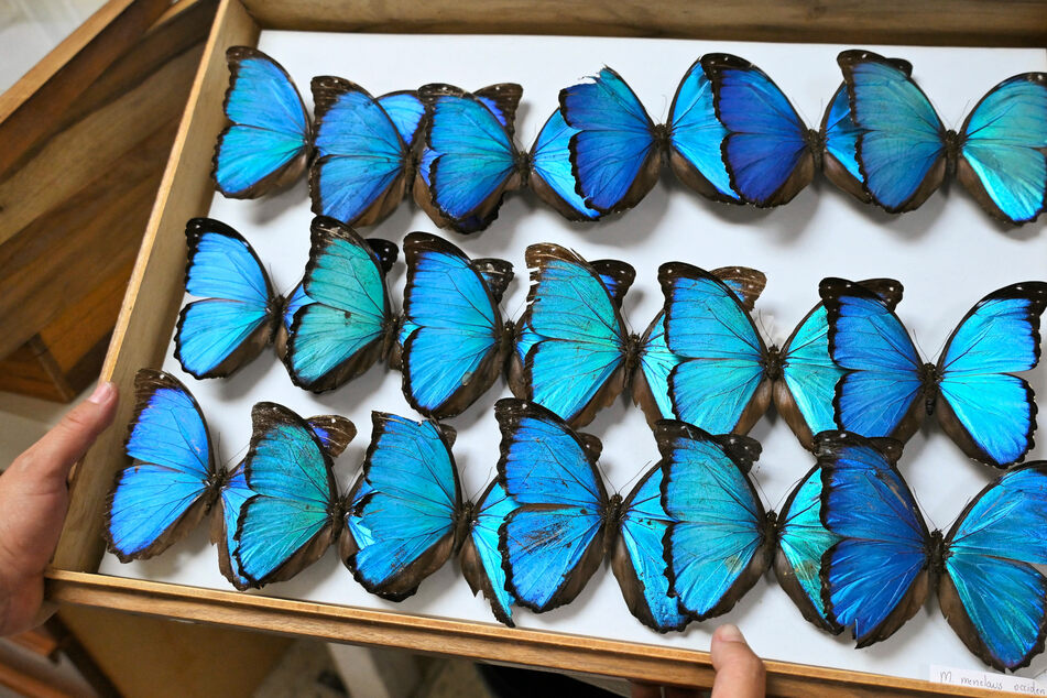 Butterflies provide gauge of climate change amid concern over extinction