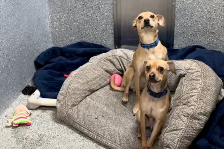 Dog realizes that best friend has been adopted without him, and the reaction is heart-shattering
