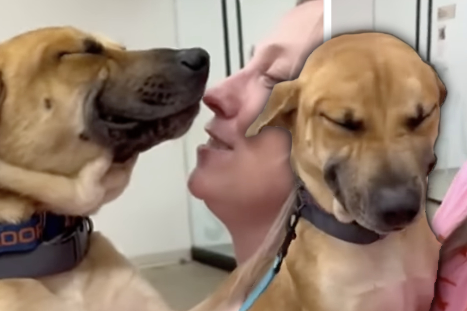 Dog waits in vain for a new home, but one lucky turn puts a big smile on his face!