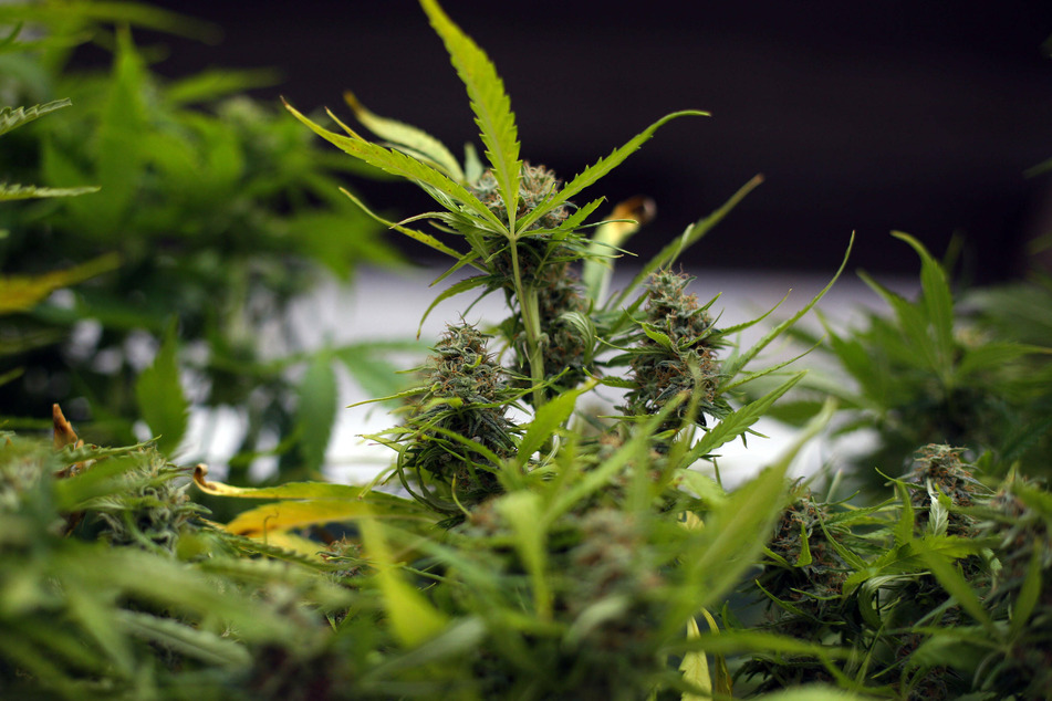 The magical herb in bloom.