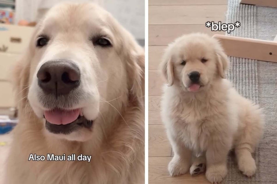 Puppy loves to imitate his big brother in so many sweet ways!