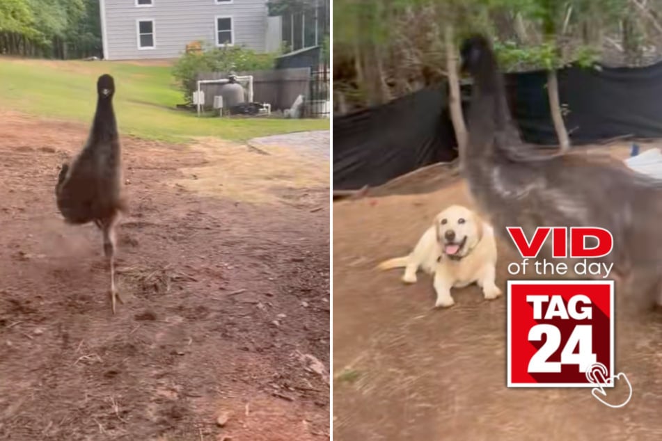 Viral Video of the Day for May 21, 2025: Speed-demon Emu causes chaos by stepping on dog's paw!
