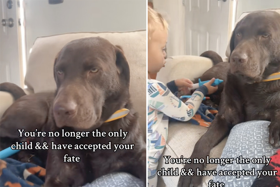 Dog looks hilariously resigned by toddler brother's antics: "No longer the only child"