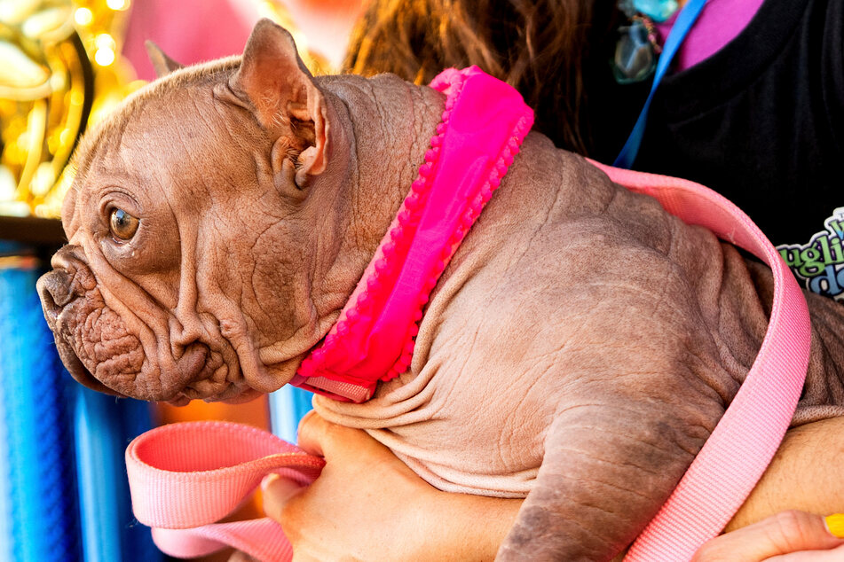 Petunia the bulldog mix was voted "World's Ugliest Dog" on Friday.