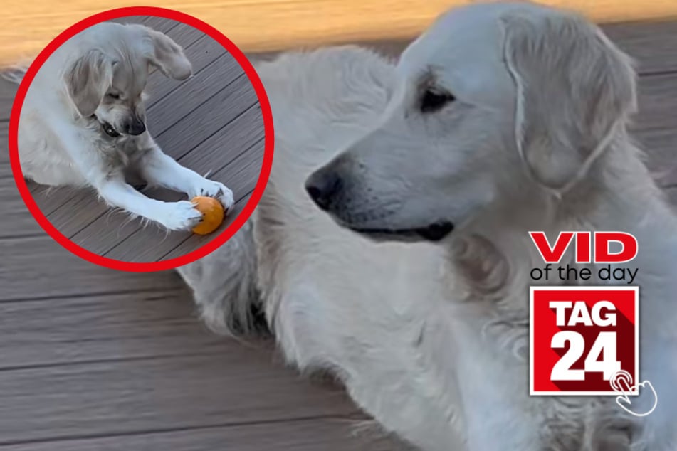 Viral Video of the Day for May 1, 2023: Golden retriever goes wild
