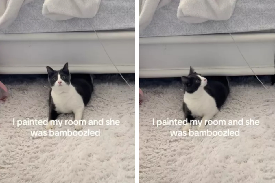 A cat named Samara couldn't believe her eyes when she first saw her owner's freshly painted bedroom, and her hilarious reaction has now gone viral!