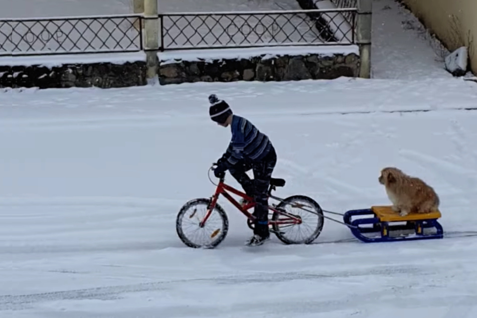 Boy lets his dog enjoy some snow on-the-go!