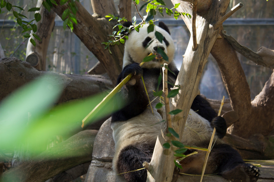 Two pandas will be loaned out by China to the San Diego Zoo after the revival of a an agreement that expired in 2019 (file photo).