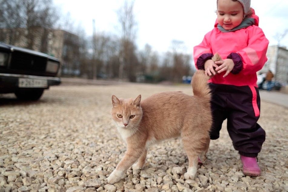 Can I touch and pet my cat's tail?