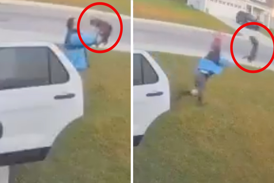 Man vs. bobcat: incredible video of wild suburban attack goes viral!